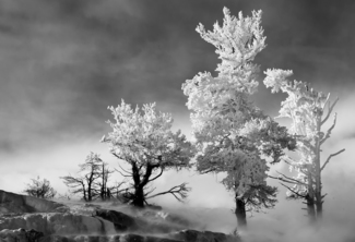 Frosted