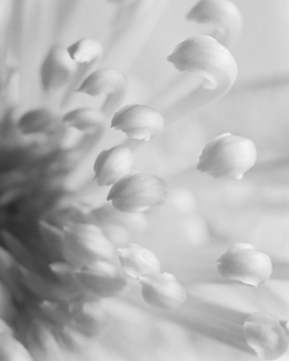 Floral Abstract 2