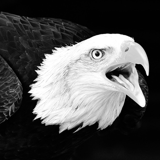 Bald Eagle (1)