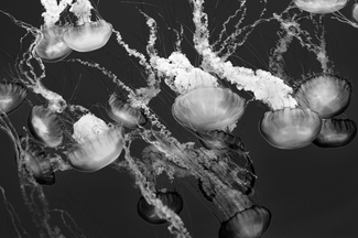 Medusen