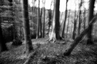 Forest life