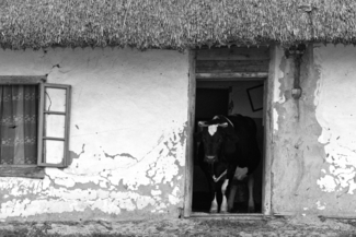 Welcome Cow