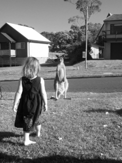 A Kangaroo in Suburbia