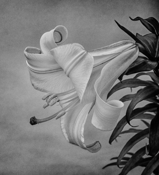 Lily (2)