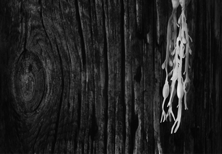 Drift Wood and Sea weed
