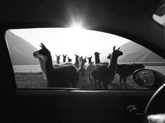 Lamas