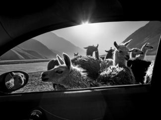 Alpaca