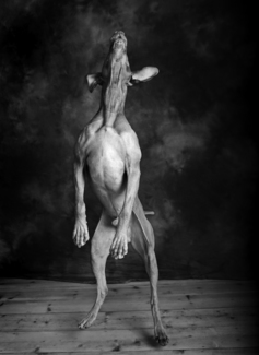 Otto Jumping