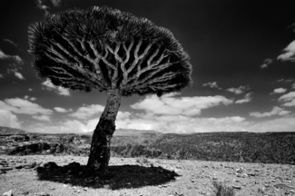 Dragon's Blood Tree