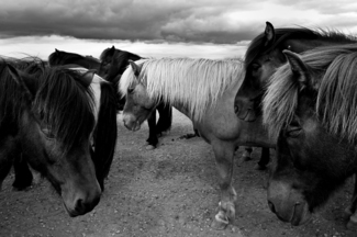 Horses