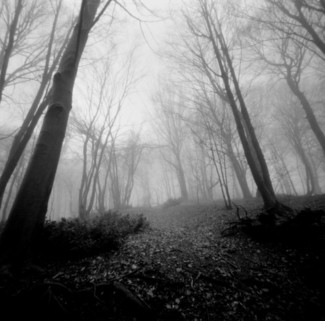 Wicked Forest