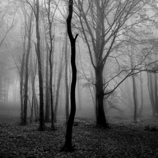 Silent Trees