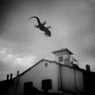 Visitor