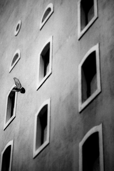Black Dove