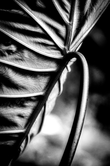 Stem and Veins