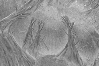 Beach Trees