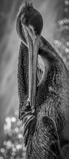 Pelican Got Talents