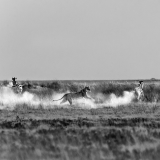 Lion and Zebra