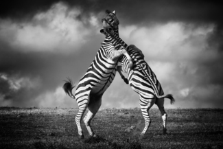 Embrace
