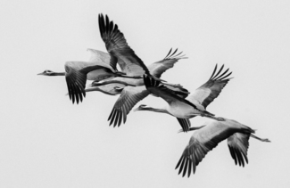 Demoiselle Cranes