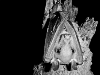 Fruit Bat