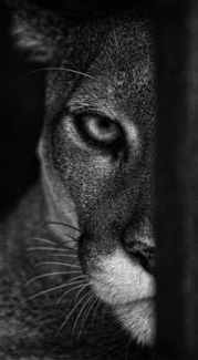 Peek-a-Boo