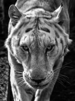 Stare Down