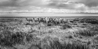 Camels