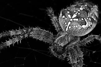 Spider