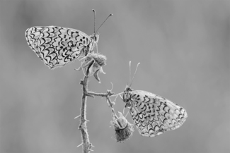 Sisters