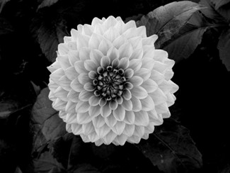 Dahlia