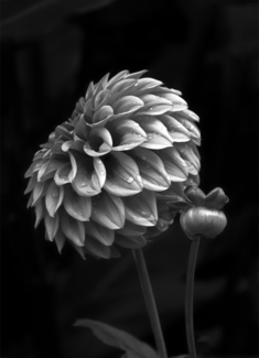 Dhalia