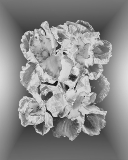 Hibiscus flowers