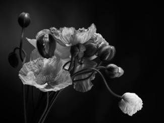 Emerging 001