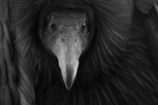 Condor Dolly