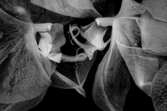 Orchid Requiem: String Duet