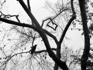CROW IN TREE IN RAIN