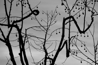 The Trees #3-101