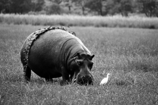 Hula Hippo