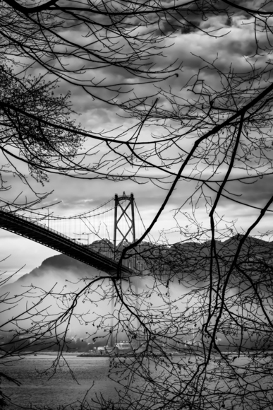 Bridge Tree