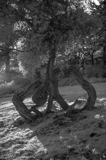 serpent
