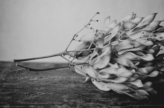 Seed Pods
