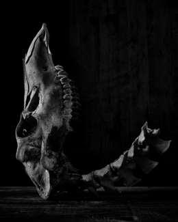 Bovine Skull