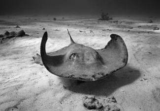 Southern Stingray