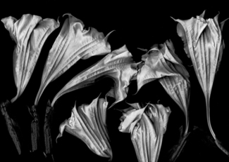 Angel Trumpets 1