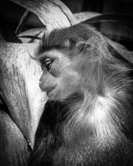 Bashful Monkey