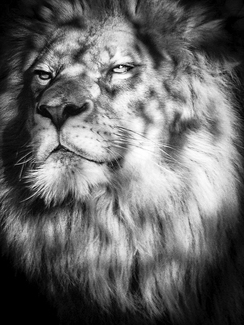 The King