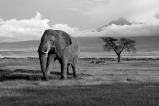 Lone Giant
