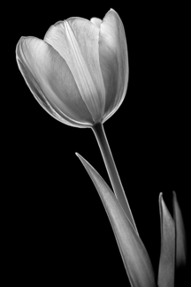 Tulip