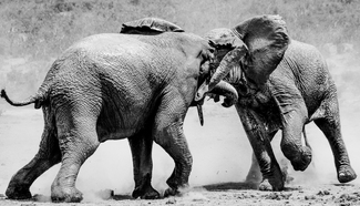 Territorial Dispute